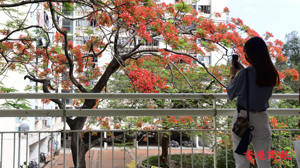 圖集丨來沙田禾輋村感受大自然變幻及初夏之美