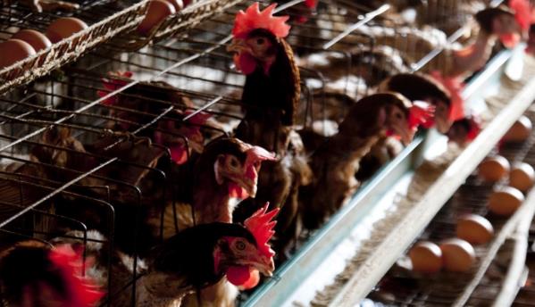 本港暫停進口德國部分地區的禽肉和禽類產品