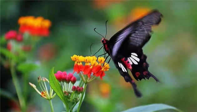 雲南1.5億隻蝴蝶大爆發 專家揭秘背後原因