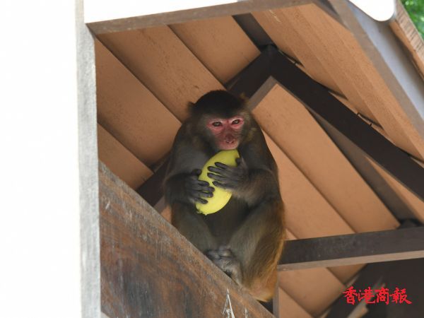 圖集 | 香港野生猴子與人頻密接觸 學會搶奪遊人手持膠袋