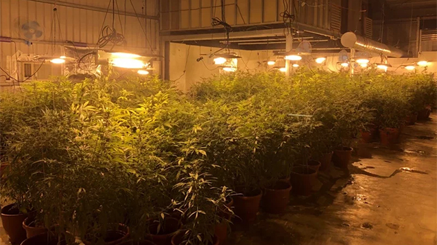 台灣警方破獲大麻工廠 查扣活株與成品市值近5億元新台幣