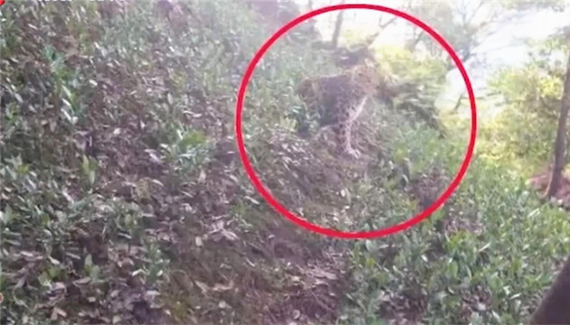 浙江杭州野生動物世界金錢豹外逃 聯合調查組已入駐