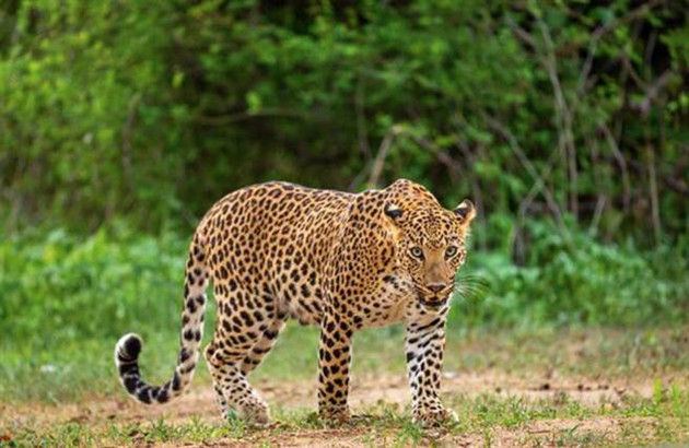 消息指杭州動物園3只逃走金錢豹全部寻回 相關負責人被刑拘