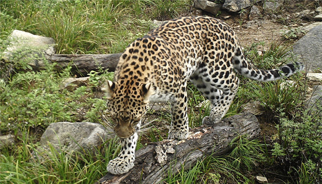 【追蹤報道】金錢豹出逃 野生動物世界該承擔什麼樣的責任？