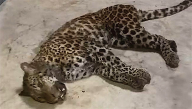 【追蹤報道】浙江杭州公安對金錢豹外逃事件立案調查