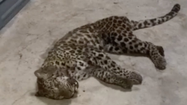 官方通報：金錢豹於4月19日出逃 園方怕影響五一生意瞞報