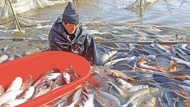 內地魚漲豬跌「勢未了」 專家料淡水魚供應將趨緊