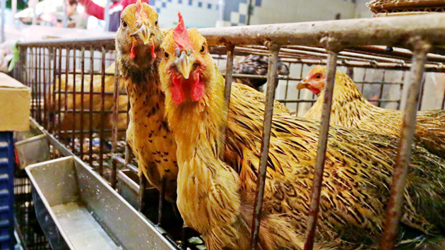 本港暫停進口德國巴伐利亞州Mühldorf區禽肉及禽類產品