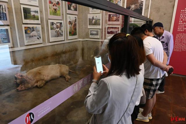 5·12看望豬堅強遊客暴增 專家提醒：值得紀念，但別過度消費它