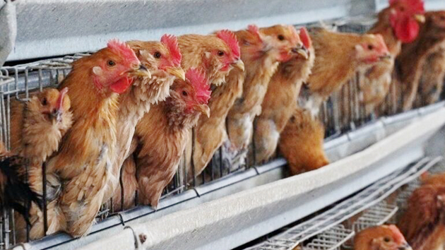 本港暫停進口德國巴伐利亞州Roth區禽肉及禽類產品