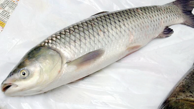 食安中心：1個鯇魚樣本驗出微量孔雀石綠