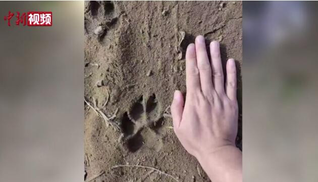 黑龍江居民拍到襲擊牲畜野狼？官方：視頻非當地