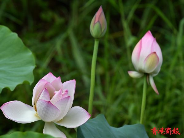 圖集 | 時值初夏荷花花期已至 快來打卡拍荷熱點