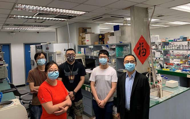 港大研究團隊研發專治肥胖相關疾病之新型生物製劑
