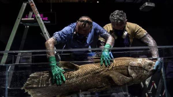 馬達加斯加發現4.2億年歷史「化石魚」 曾被認為已絕種