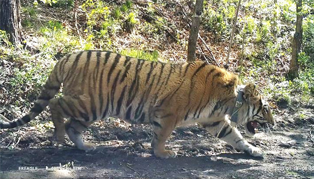 「完達山1號」回家 中國首次成功救護放歸野生東北虎