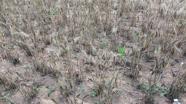 彭博：台灣疫情突竄升 掩飾氣候變遷帶來的脆弱性