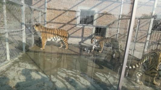 河南孔雀谷老虎傷人致死後續：所屬馬戲團未獲批養虎資格
