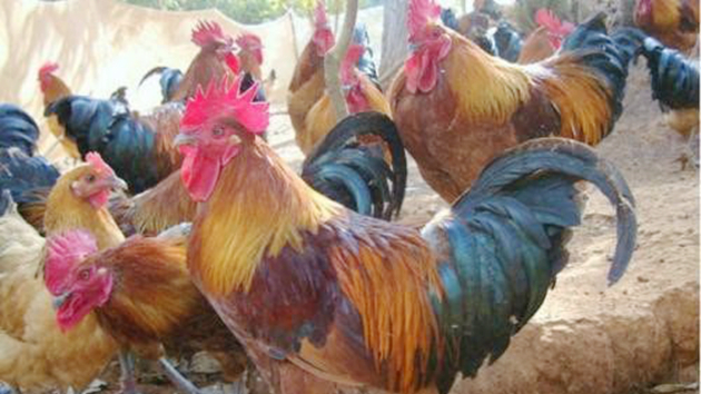 本港暫停進口德國不來梅州禽肉及禽類產品