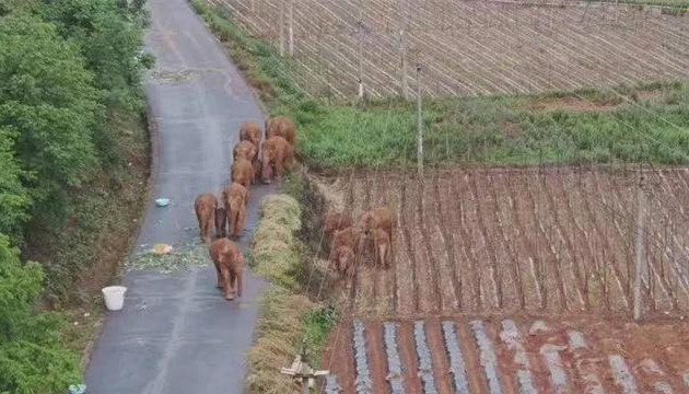 有片｜「象」往何方？北遷象群出圈變身國際巨星