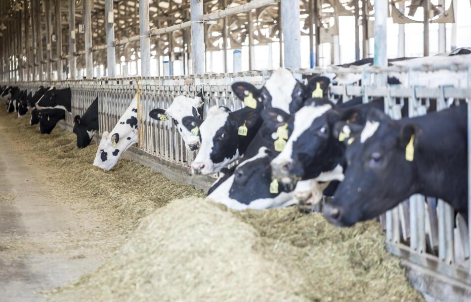 優然牧業今起招股 入場費8747元