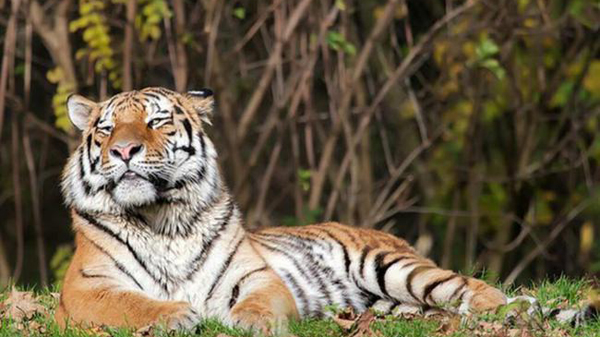 網傳遼寧撫順發現老虎 當地回應已進行防護管控