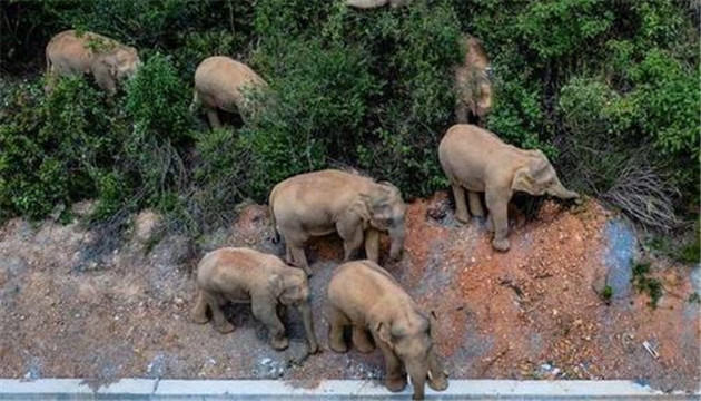 北遷野象群造成的損失誰來賠償？權威答覆來了！