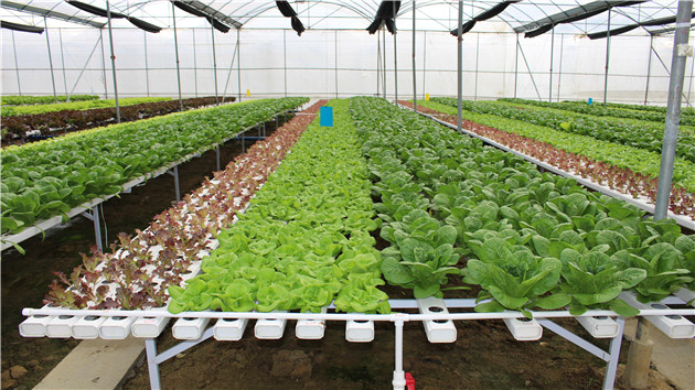 穗一周蔬菜產量約4.5萬噸 滿足市場供應