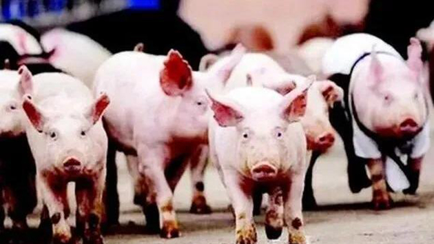 生豬集中出欄 價格急速回落 概念股清一色下跌 上市豬企業績承壓