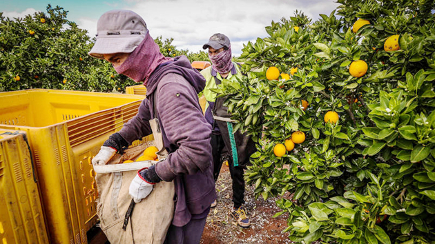 疫情加劇農業勞動力短缺 澳洲急招東南亞勞工