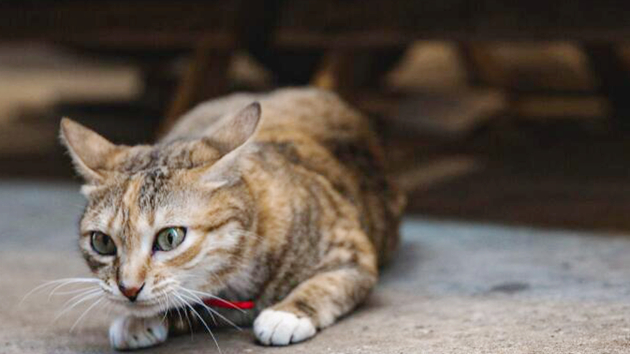 本港累計17貓狗曾染疫 386隻動物接受檢疫