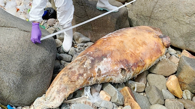中華白海豚清水灣擱淺死亡 本年度第22宗個案