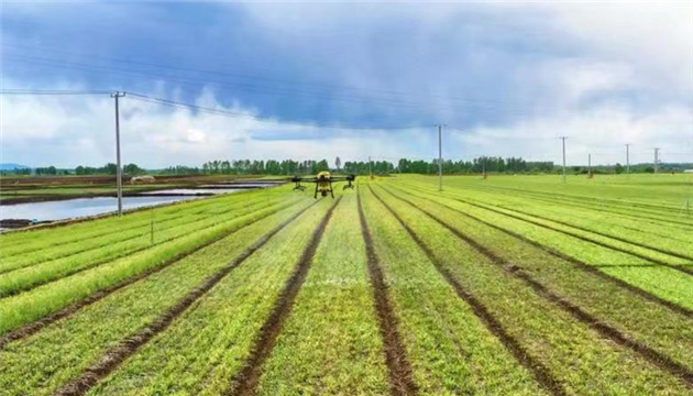 黑龍江鐵力：叫響「平貝母」金字招牌「金疙瘩」變成「聚寶盆」