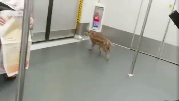 有片｜小野豬誤搭港鐵到將軍澳 漁護署派員捉走