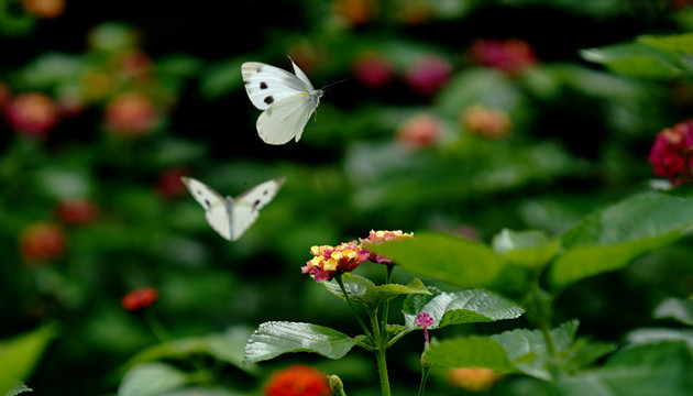 今日夏至！全國多地正午可見「立竿無影」現象