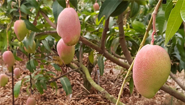 新西蘭緊急下令暫停進口中國台灣水果