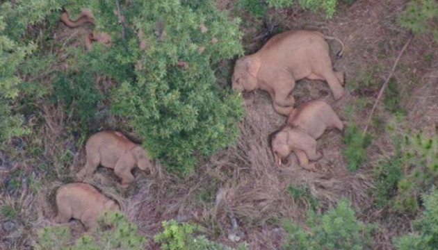 雲南北移象群迂迴向南移動 行動時間加長