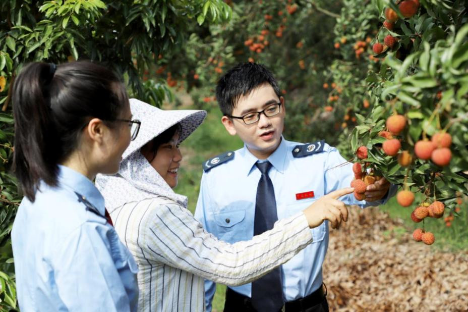 廣東：稅惠給「荔」 紅果果變身鄉村致富「金元寶」