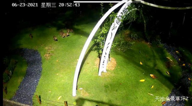 深圳仙湖植物園現野豬「拖家帶口」深夜逛吃