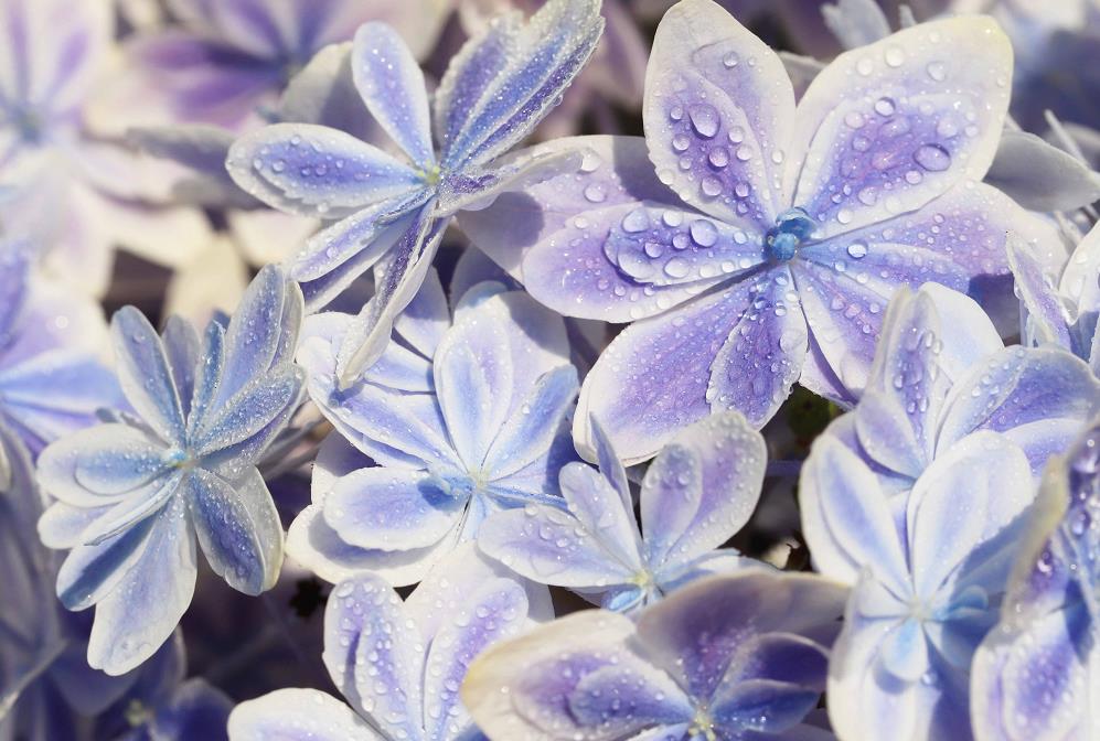 【旅遊】超夢幻！日本絕美新品種繡球花「萬華鏡」花海