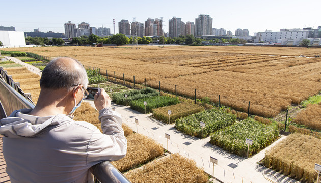 200億元！中央財政對實際種糧農民發放一次性補貼