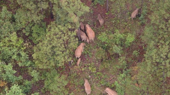 亞洲象象群總體在雲南玉溪迂迴移動
