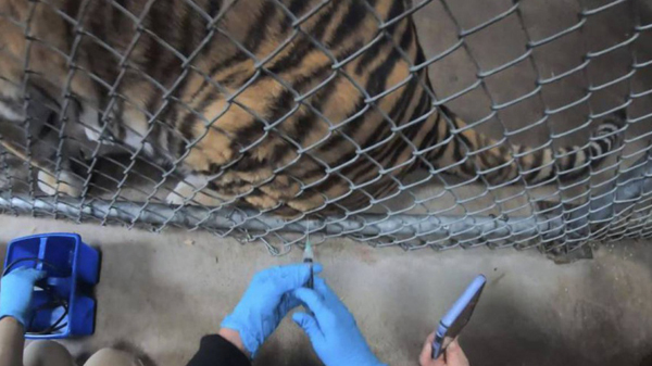 美加州三藩市動物園為動物打新冠疫苗