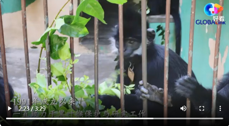 有片｜廣西人工飼養繁育第八代黑葉猴幼崽成功存活