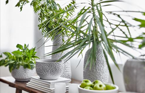【家品】TREE上新清新器具 為家居添盛夏氣息