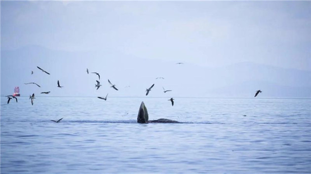 深圳大鵬建立常態化鯨豚保護制度