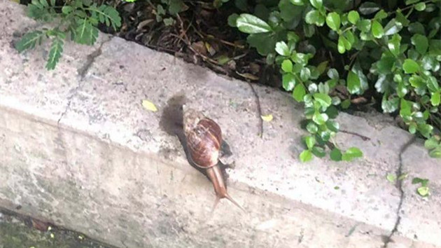 廣東雨後的這種大蝸牛，千萬別碰！