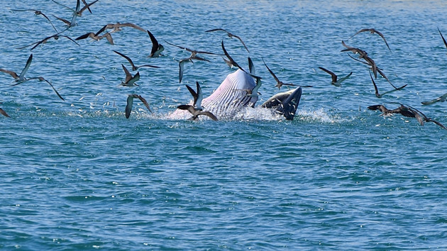 布氏鯨緣何「光臨」大灣區？