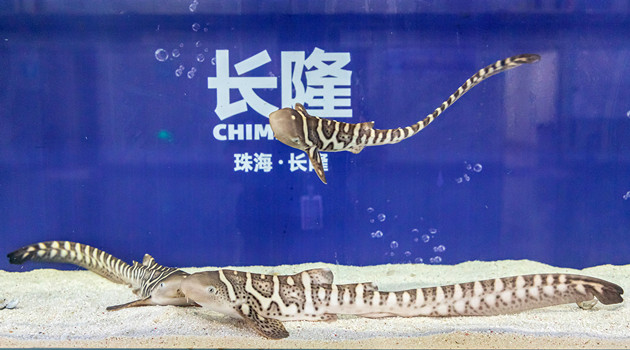 珠海長隆再次成功繁育瀕危物種豹紋鯊