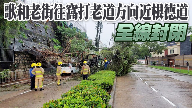 九龍塘塌樹 歌和老街交通受阻巴士須改道